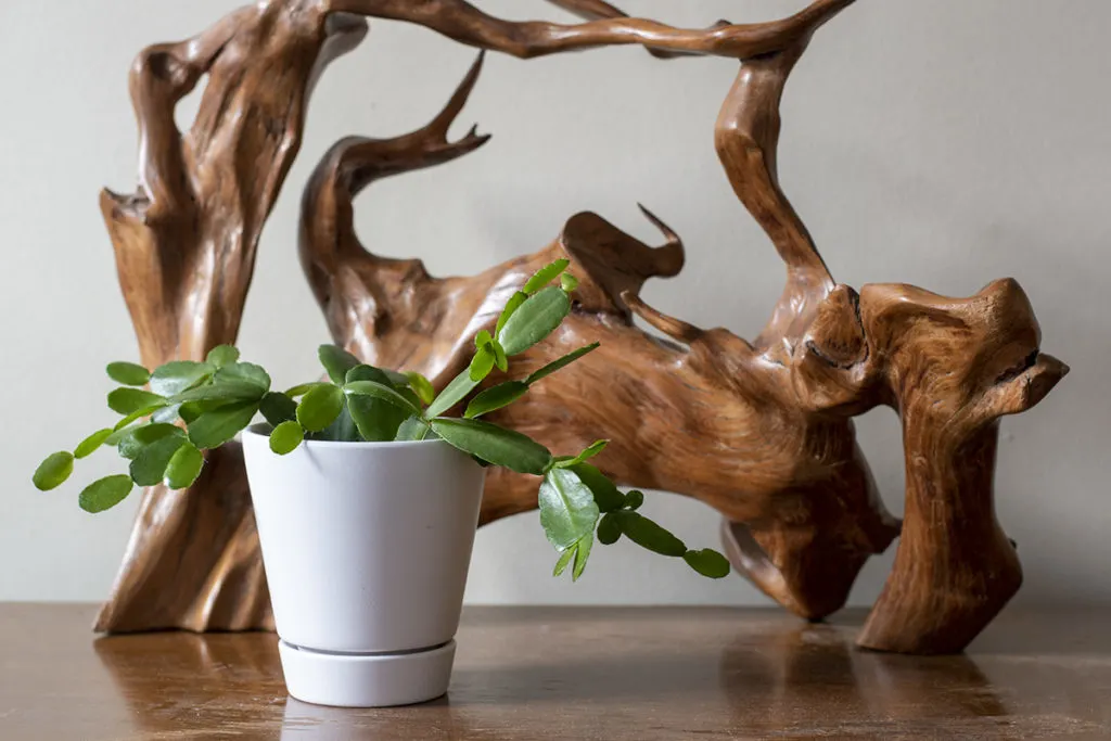 Small potted Easter cactus in front of a piece of driftwood.