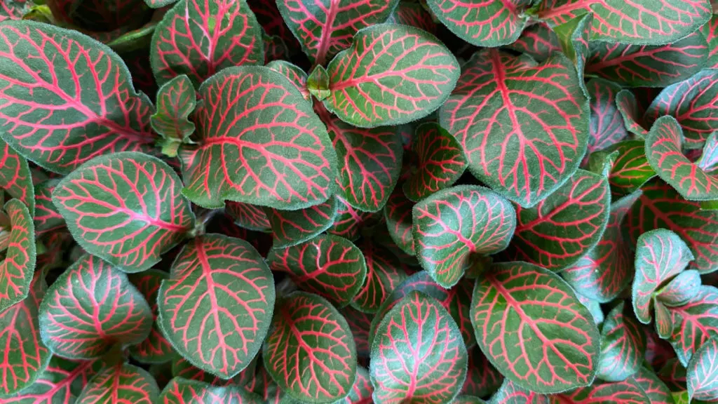 Bright green and red leaves of a nerve plant