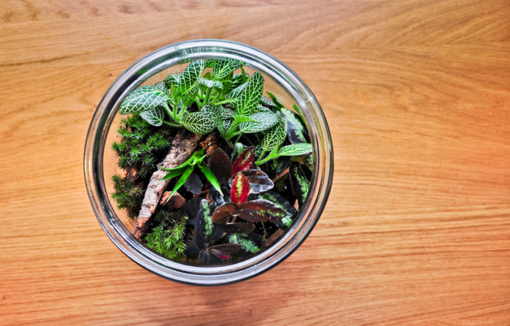 Overhead view of a terrarium with a nerve plant