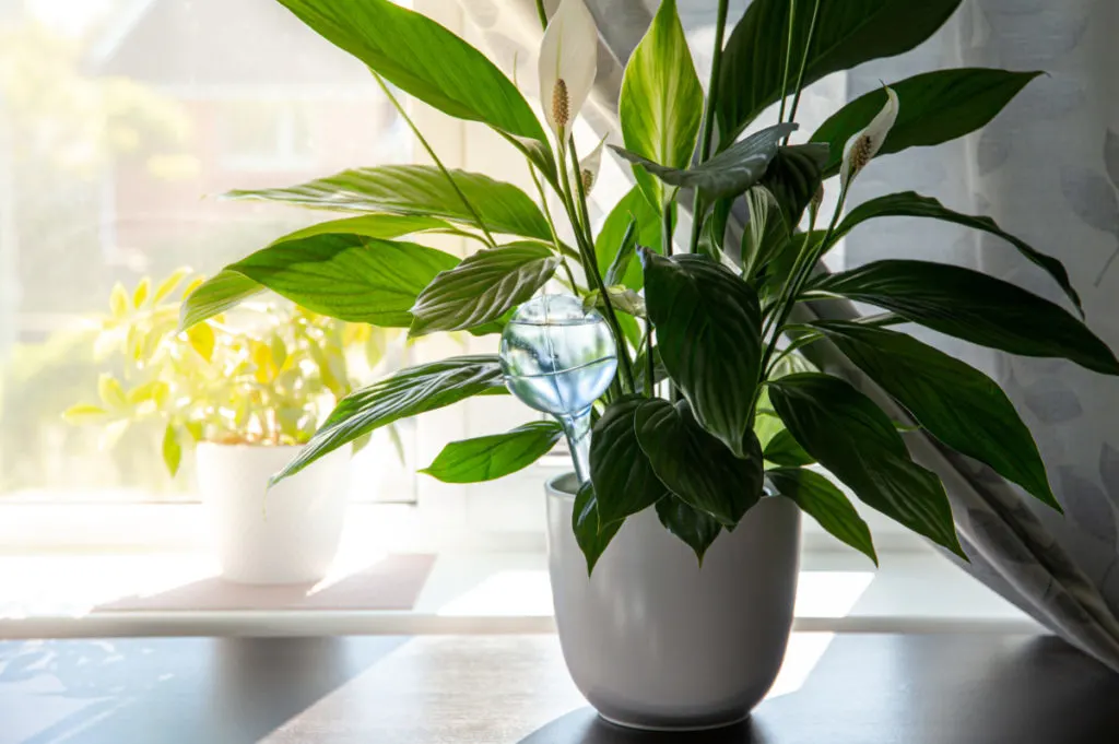 Healthy peace lily in front of a sunny window