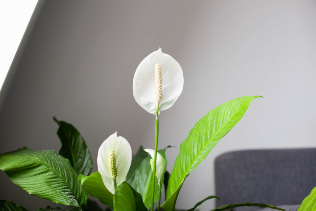 close up of peace lily bloom