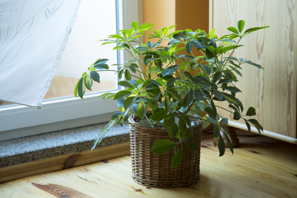 Potted umbrella plant in front of a window.