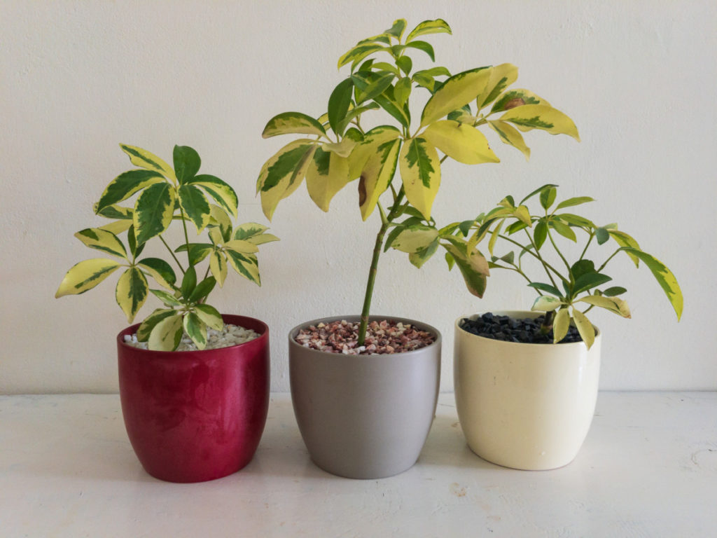 Three umbrella plant cuttings in pots.