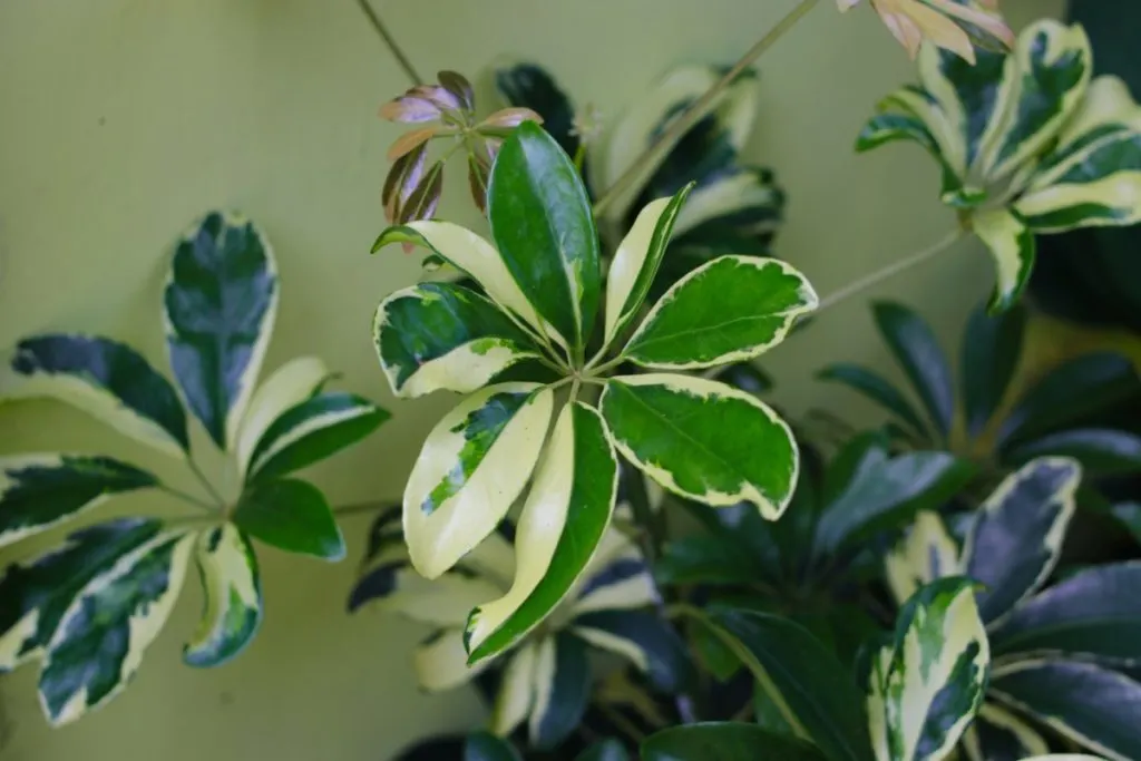 Close up of umbrella plants leaves, cream and green variegated.