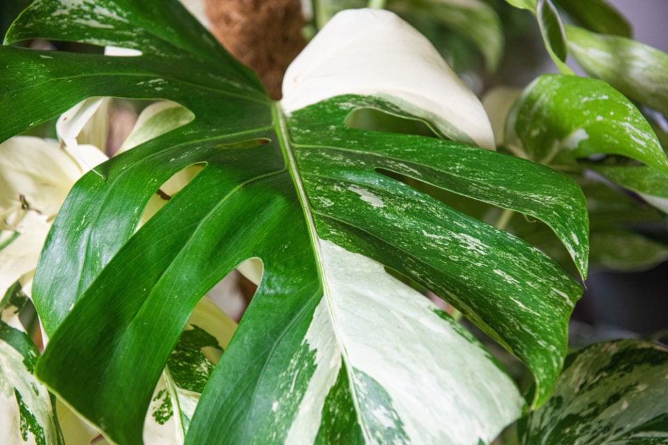 9 Crazy Expensive Houseplants That Everyone Wants In Their Collection