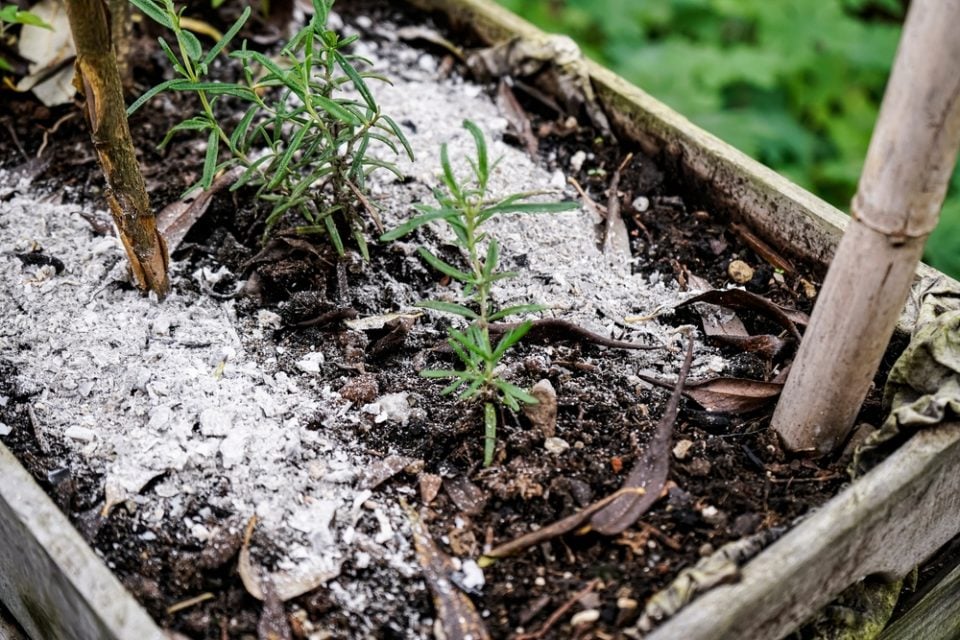 45 Practical Wood Ash Uses In The Home & Garden