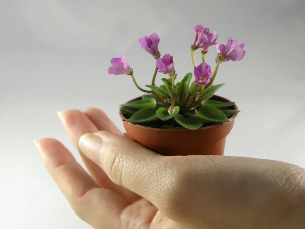 Mini African violet held in a woman's hand