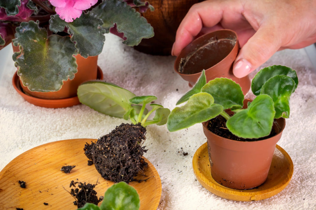 Repotting a mini African Violet.