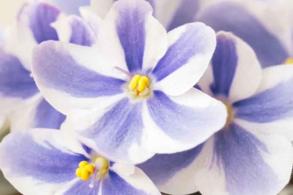 Close up of white and purple African violet petals.