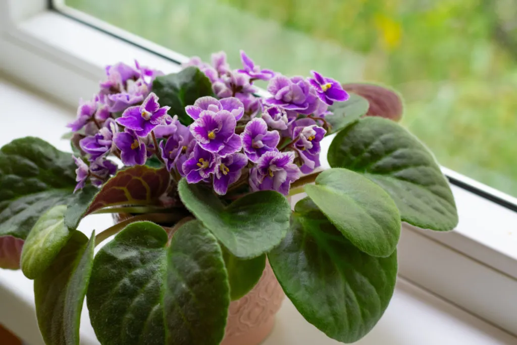 Large healthy African violet in window