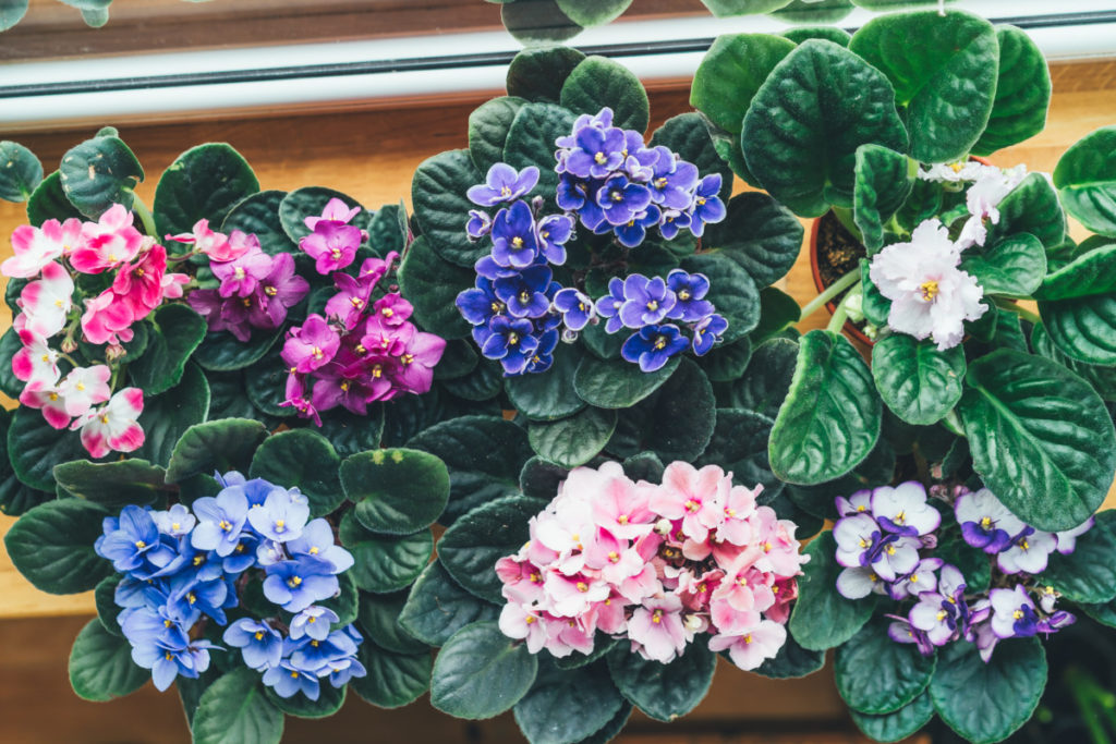 Overhead view of blooming African violets