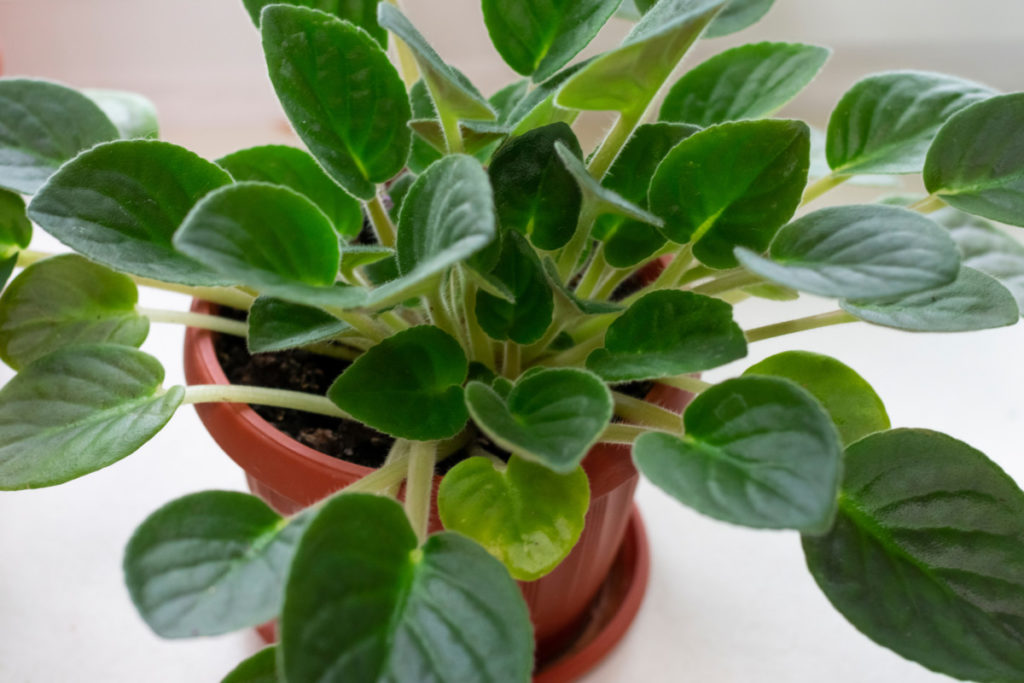 African violet with too many leaves in pot