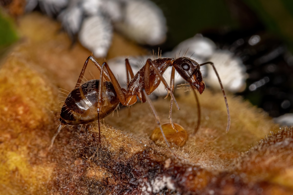 close up of female carpenter ant