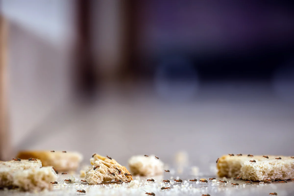 Bread crumbs on floor covered with ants.