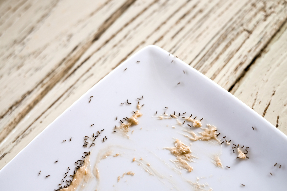Square plate with food crumbs and ants on it