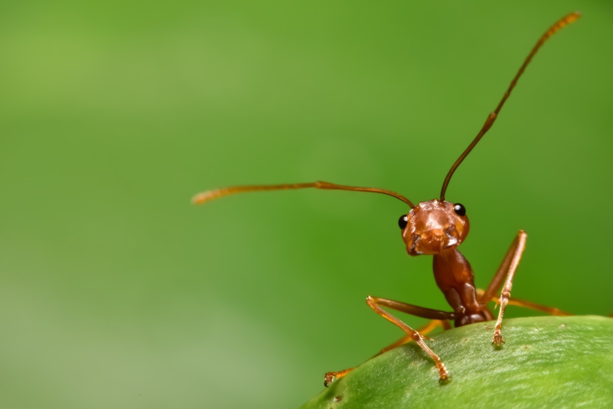 Close up of cute ant