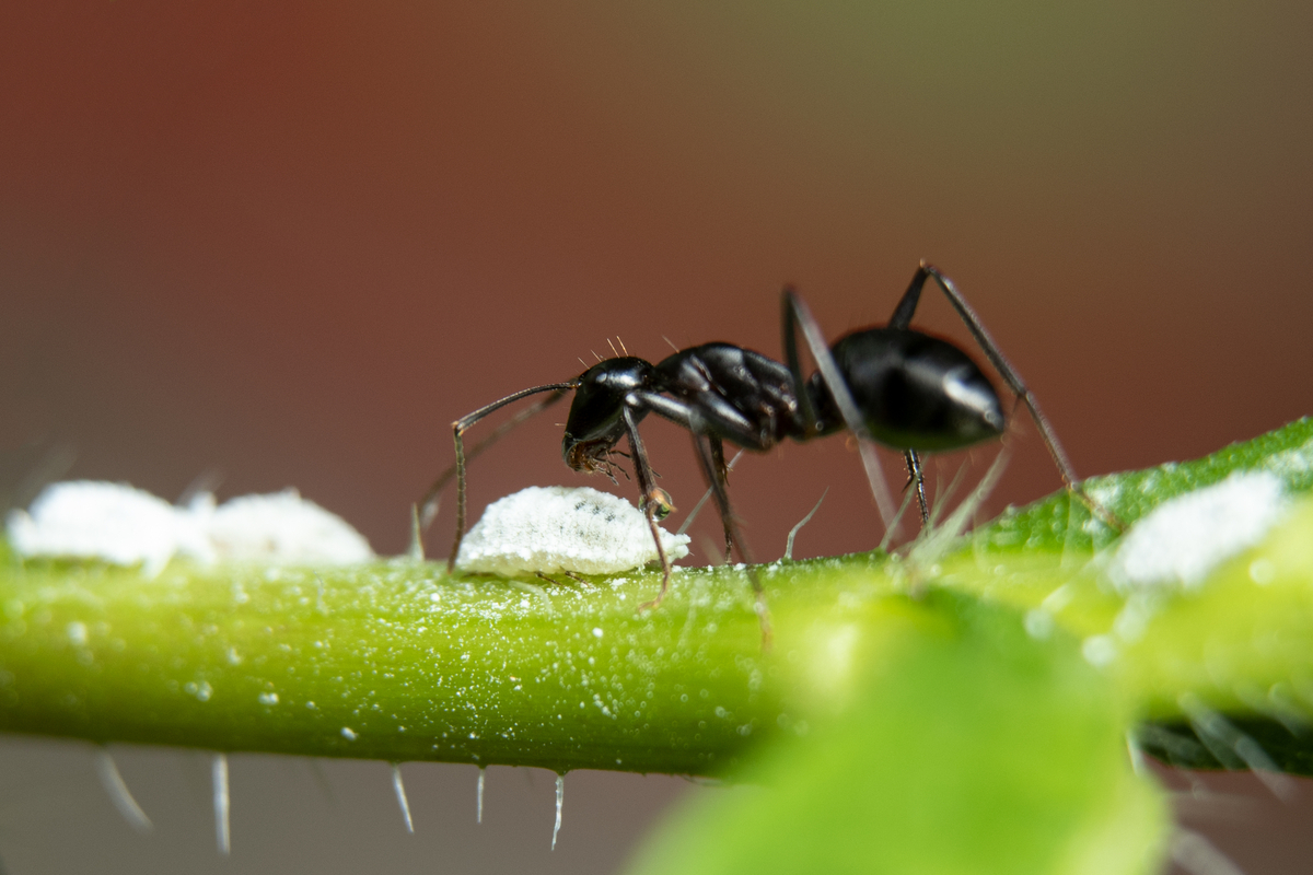 Ant eating mealy bugs