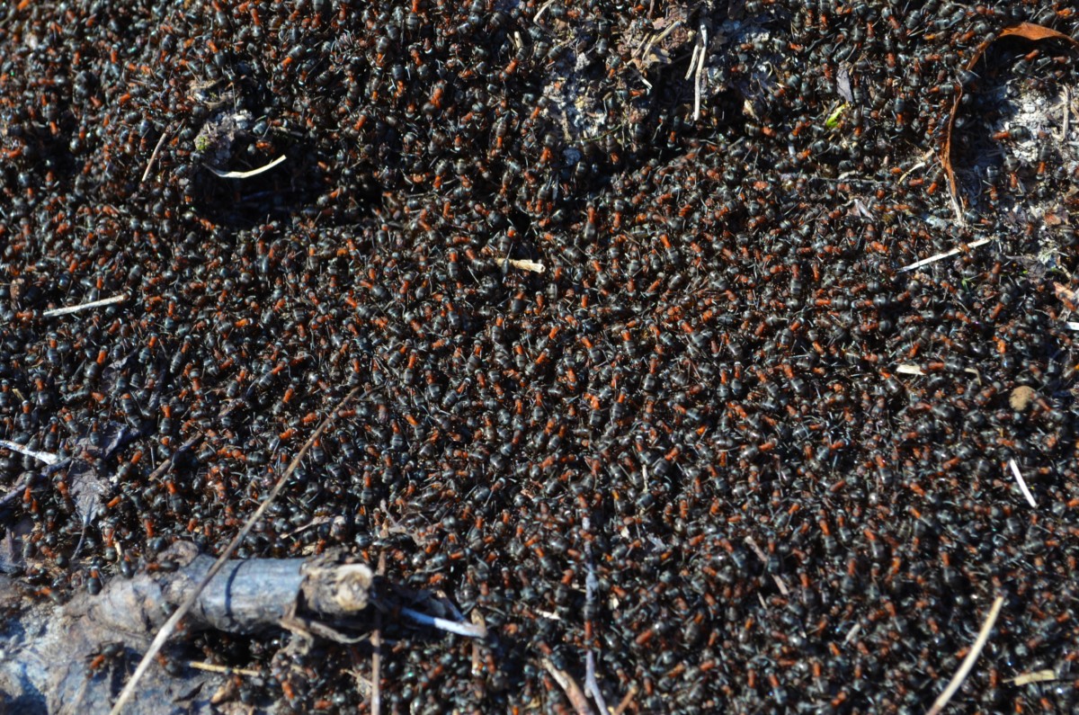 Millions of ants on ground