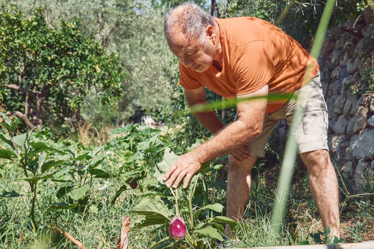 Man picking eggplant growing in a chaos garden.