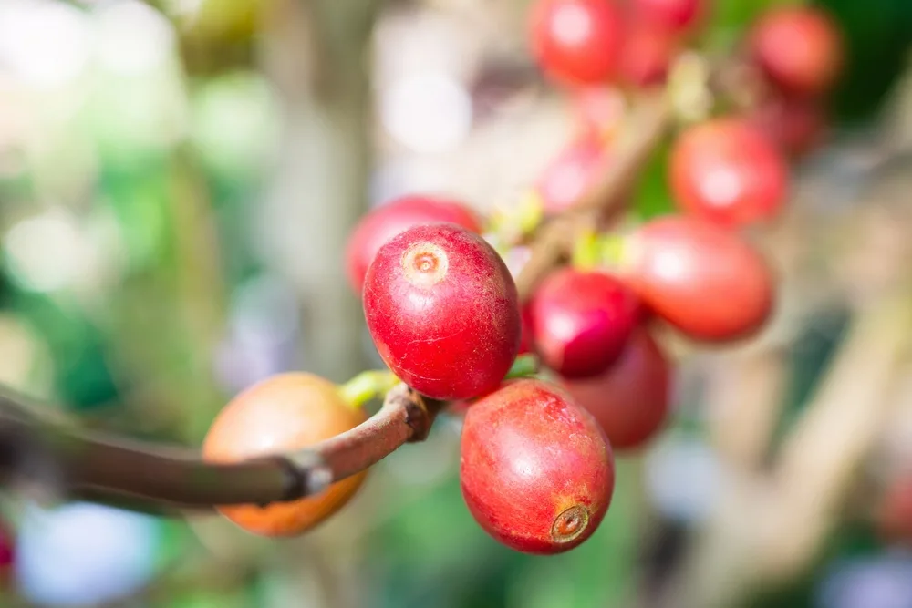 Close up of ripe coffee cherries.