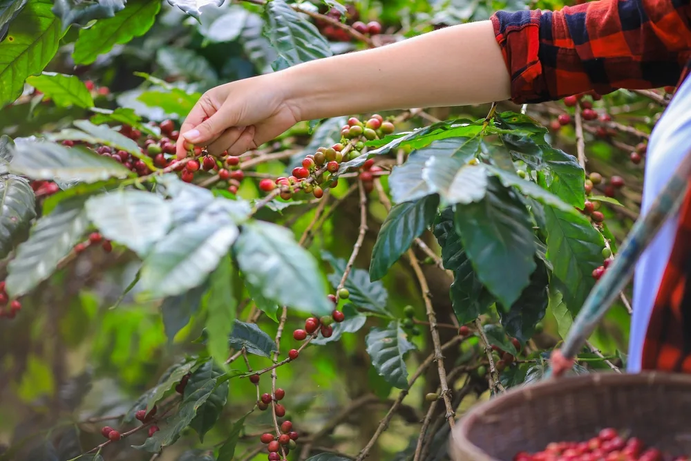 Young woman picking coffee beans from trees.