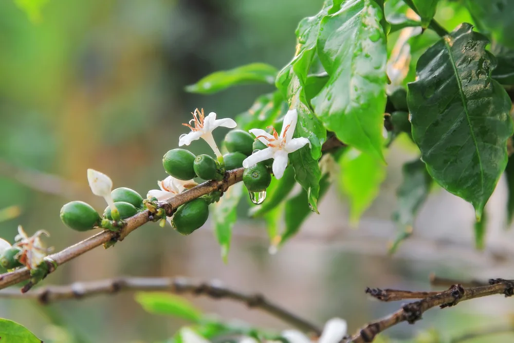 Coffee cherries growing on branch with white flowers