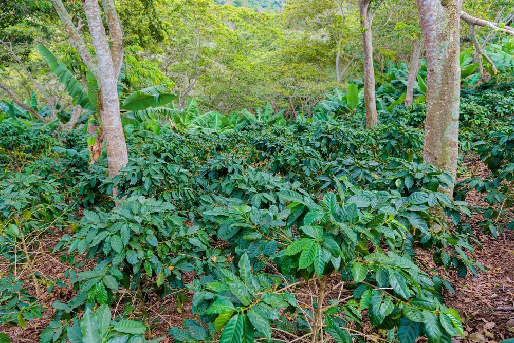 Coffee plants growing under trees.