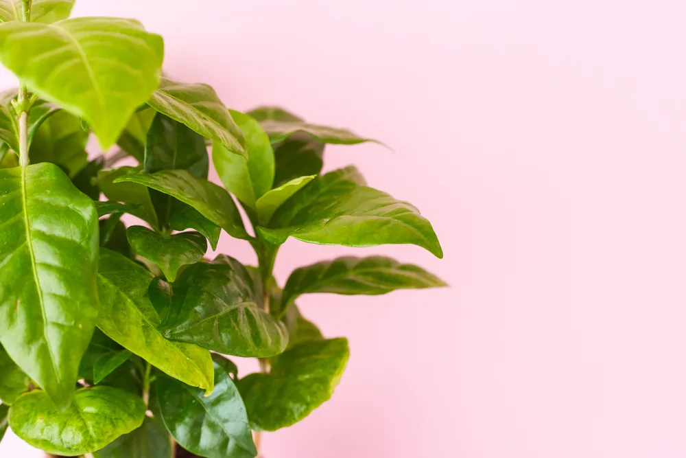 Coffee plant with pink light behind it