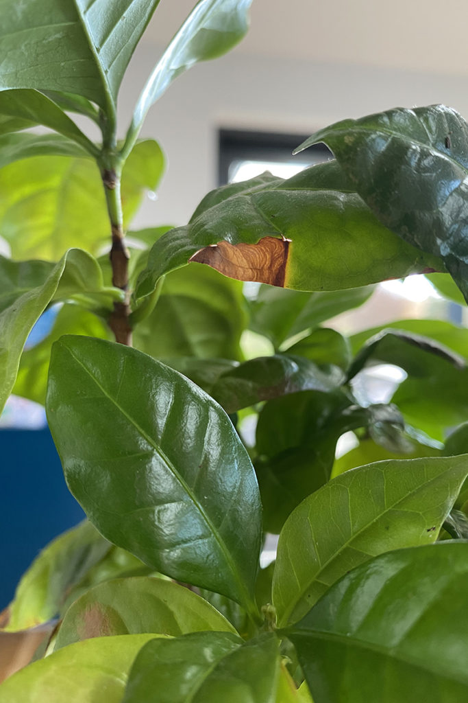 Coffee plant leaf with brown spot