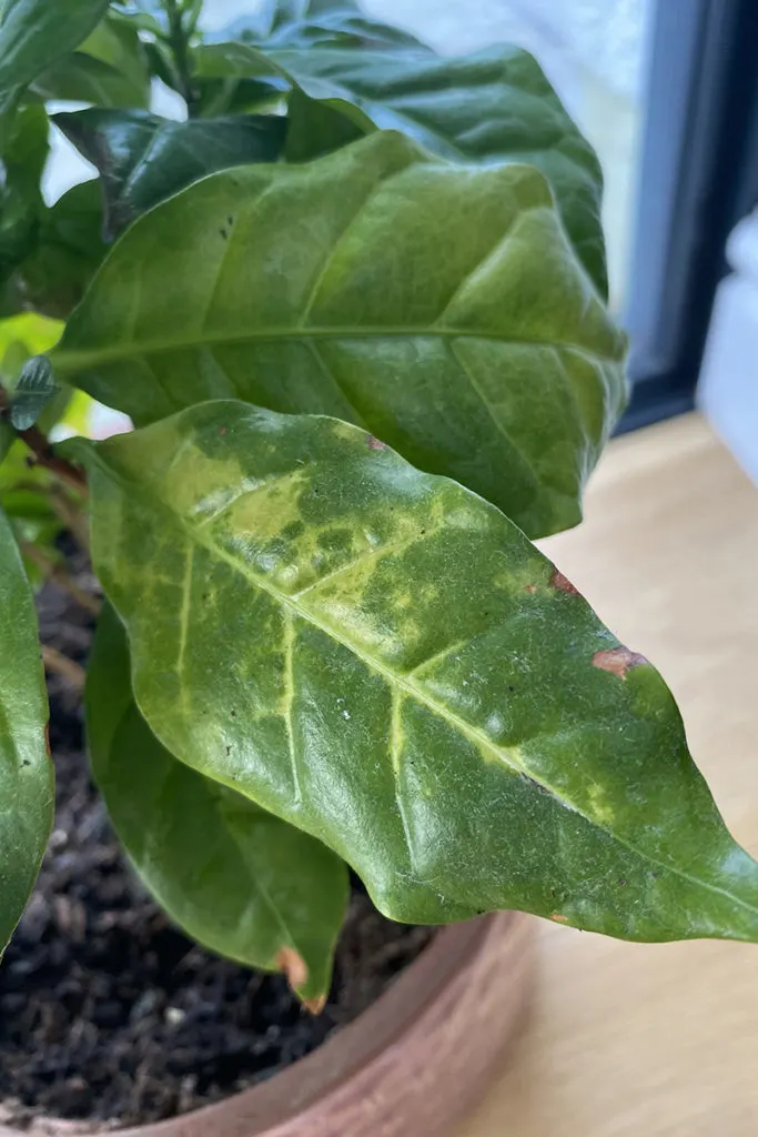 Close up of coffee leaf with yellow mottling and brown spots.