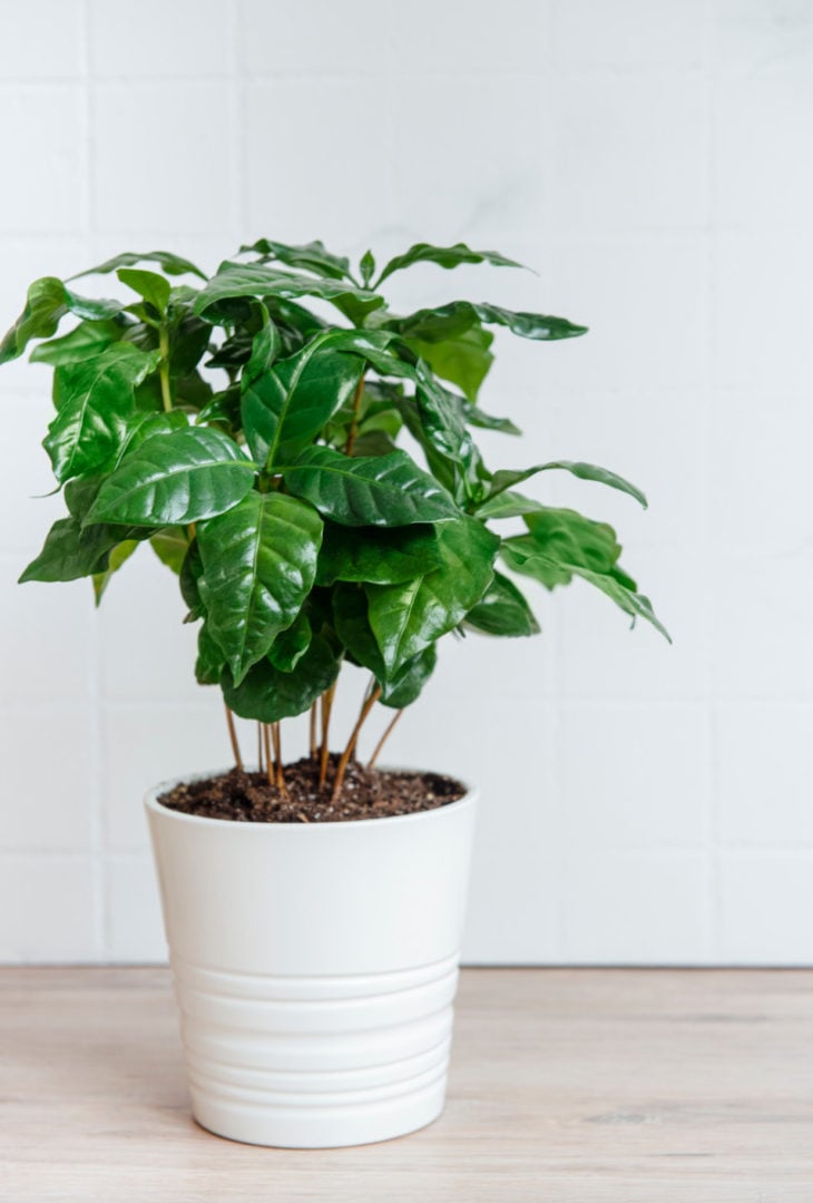 How to Grow a Beautiful Coffee Plant Indoors