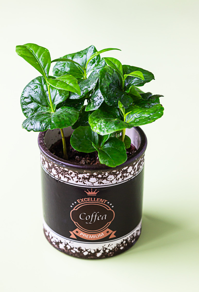 How to Grow a Beautiful Coffee Plant Indoors