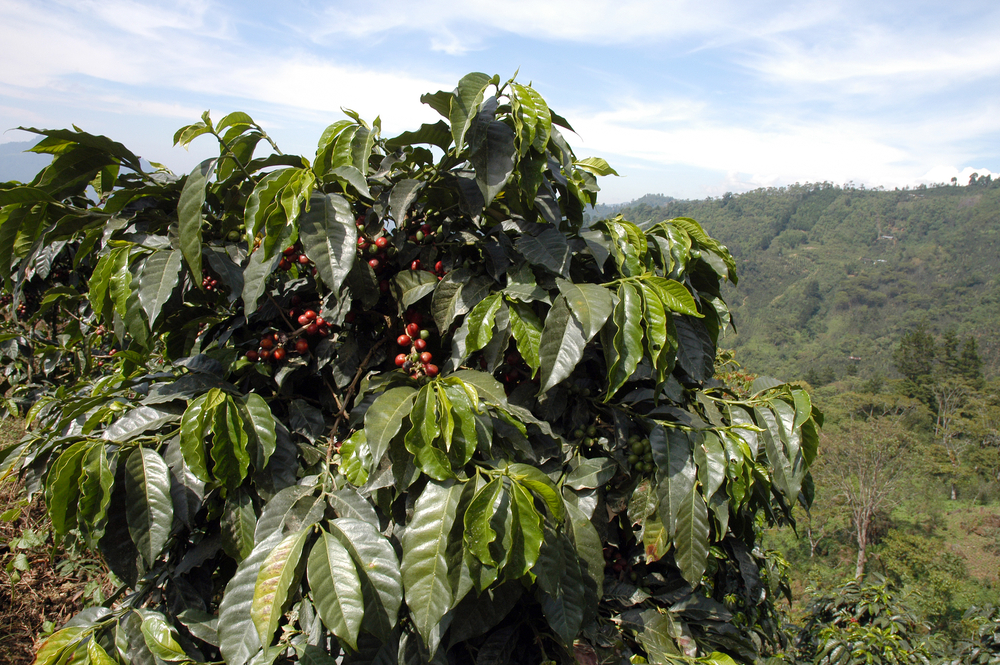 View of a coffee tree overlooking a lush green valley.
