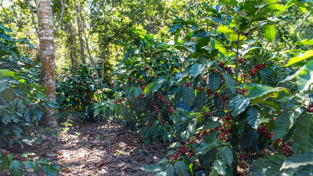 Coffee plants growing in the shade of other trees.