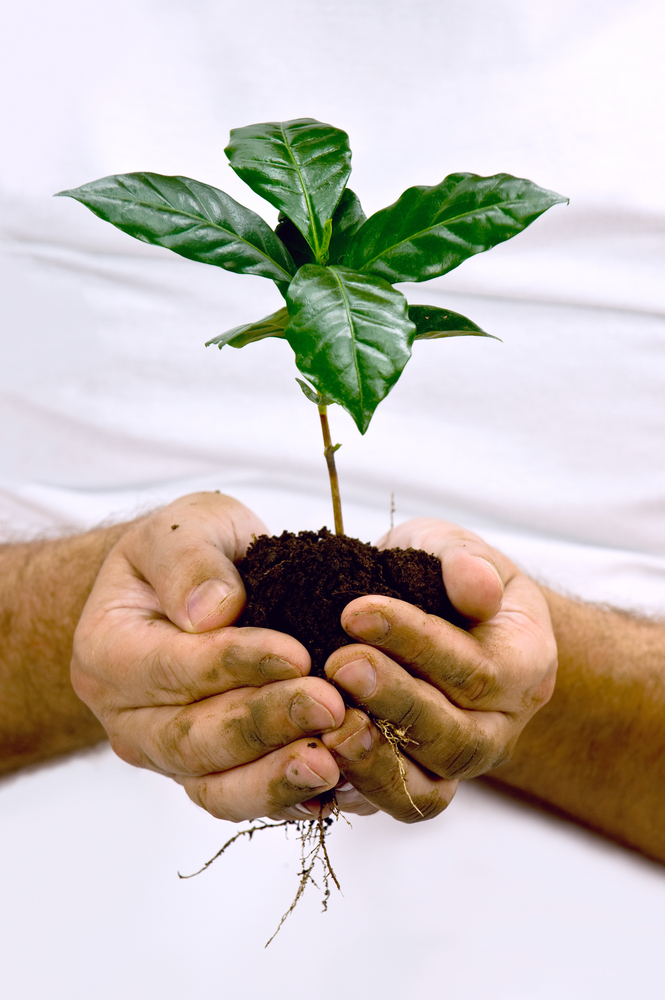Hand holding a coffee plant seedling