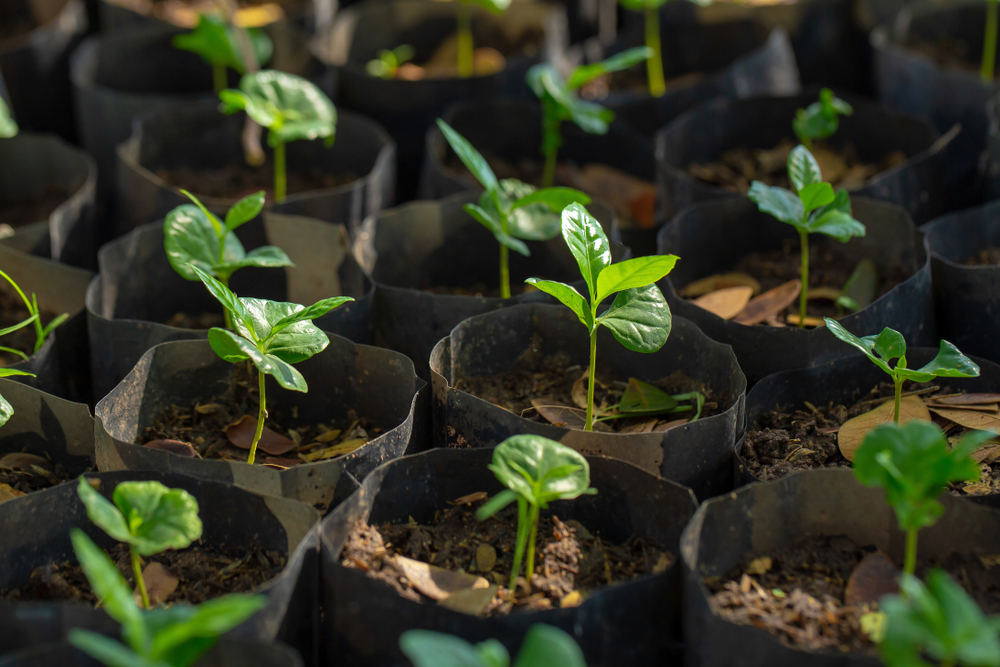 Coffee plant seedlings in tiny grow bags