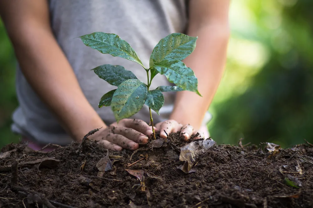 Small child planting a coffee seedling.