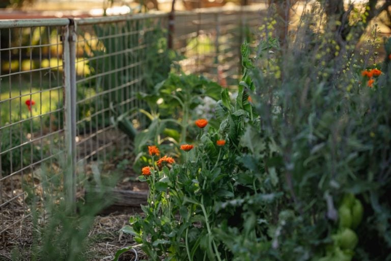 12 Corn Companion Plants & 4 That Should Be Nowhere Near