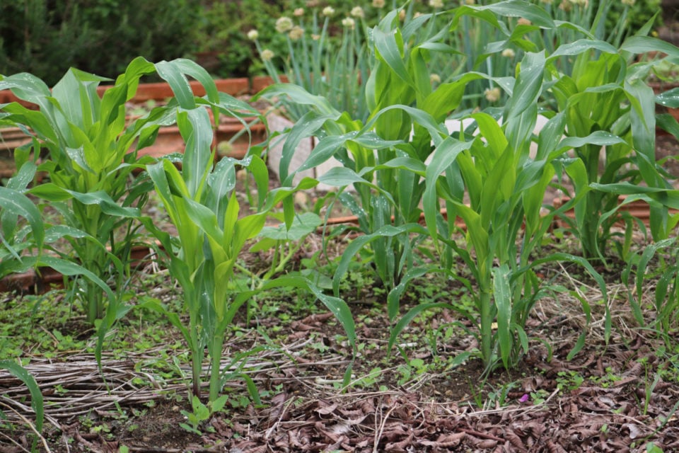 12 Corn Companion Plants & 4 That Should Be Nowhere Near