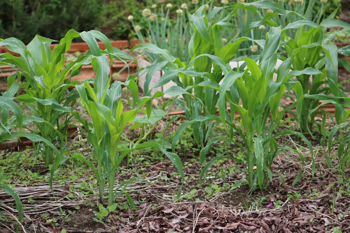 Image of Mint companion plant to corn