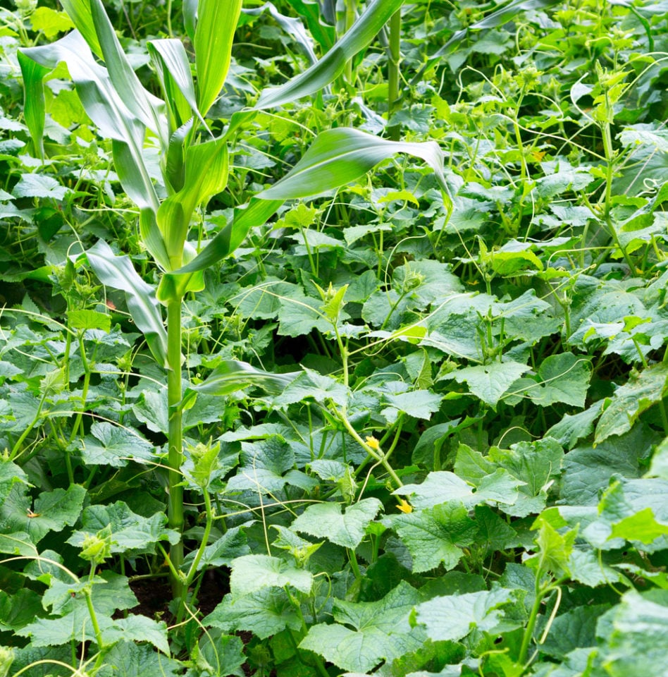 12 Corn Companion Plants & 4 That Should Be Nowhere Near