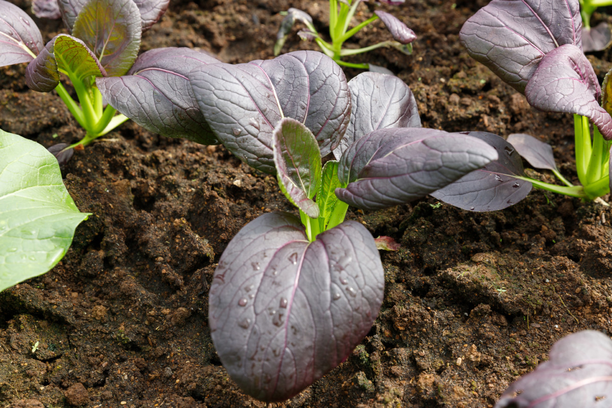 Purple bok choy growing in soil