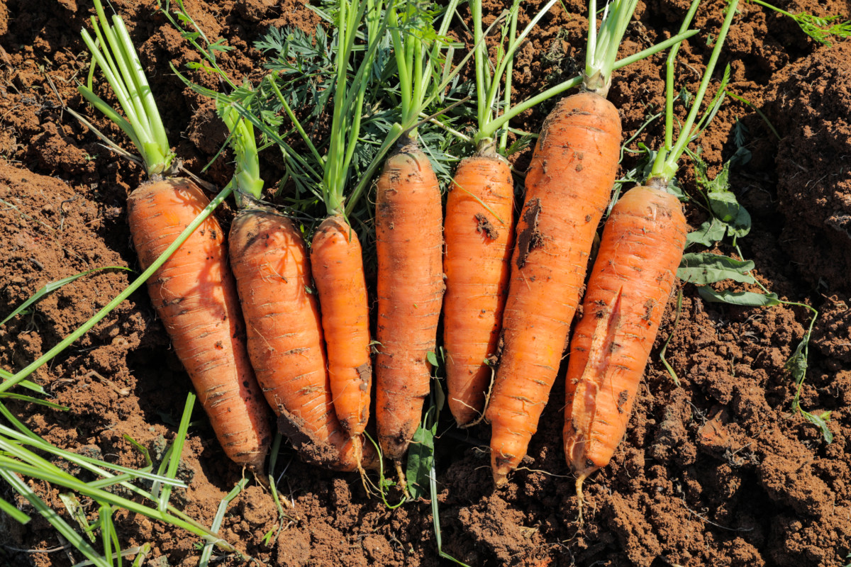 Newly harvested carrots laying on the dirt.