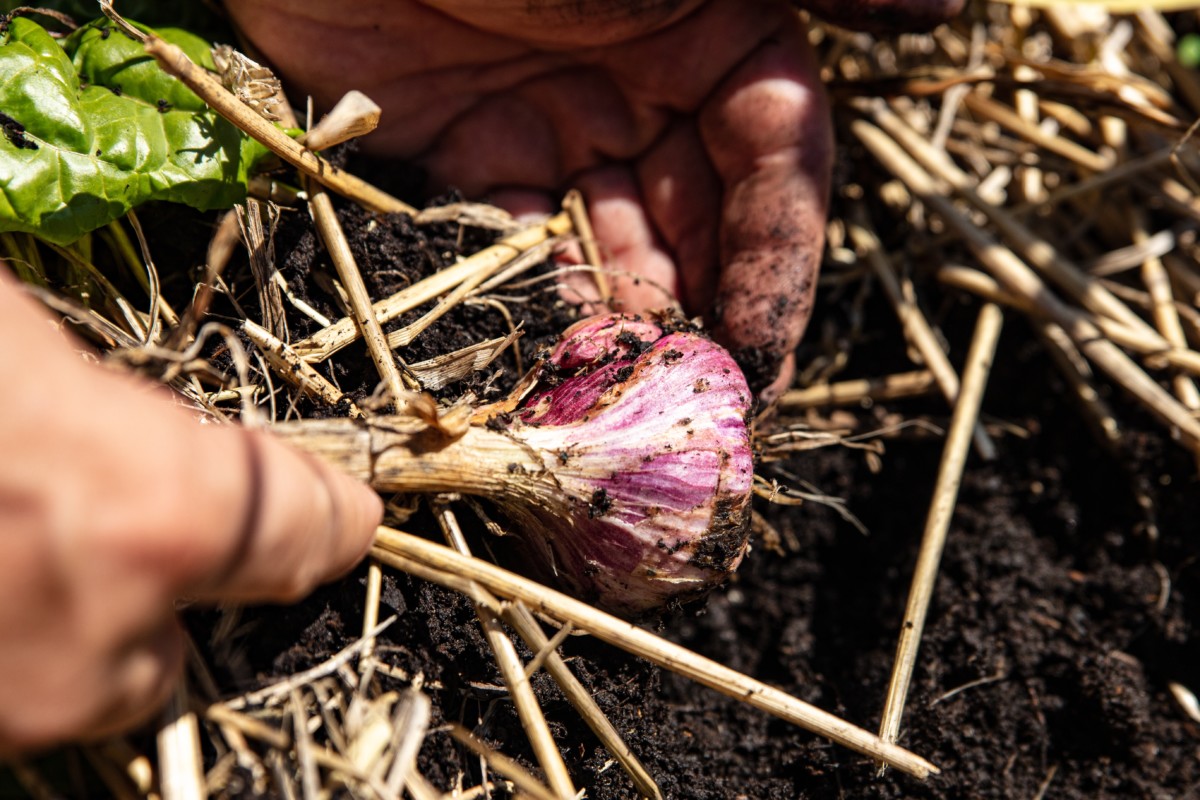 Hand pulling a bulb of garlic from the ground.