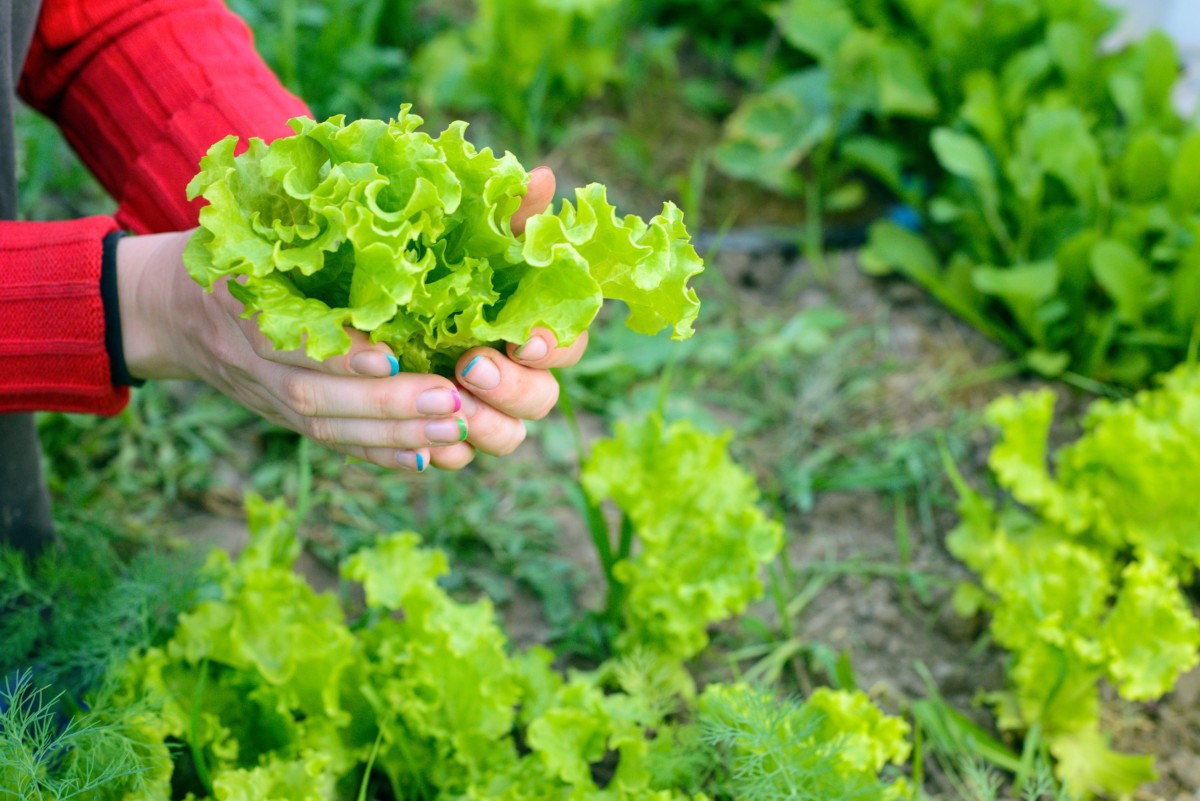A woman's hand holding freshly picked lettuce.