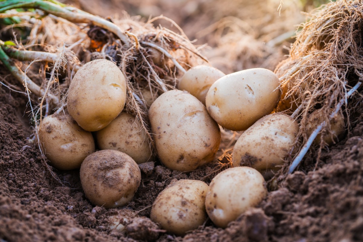 Potatoes dug up from ground