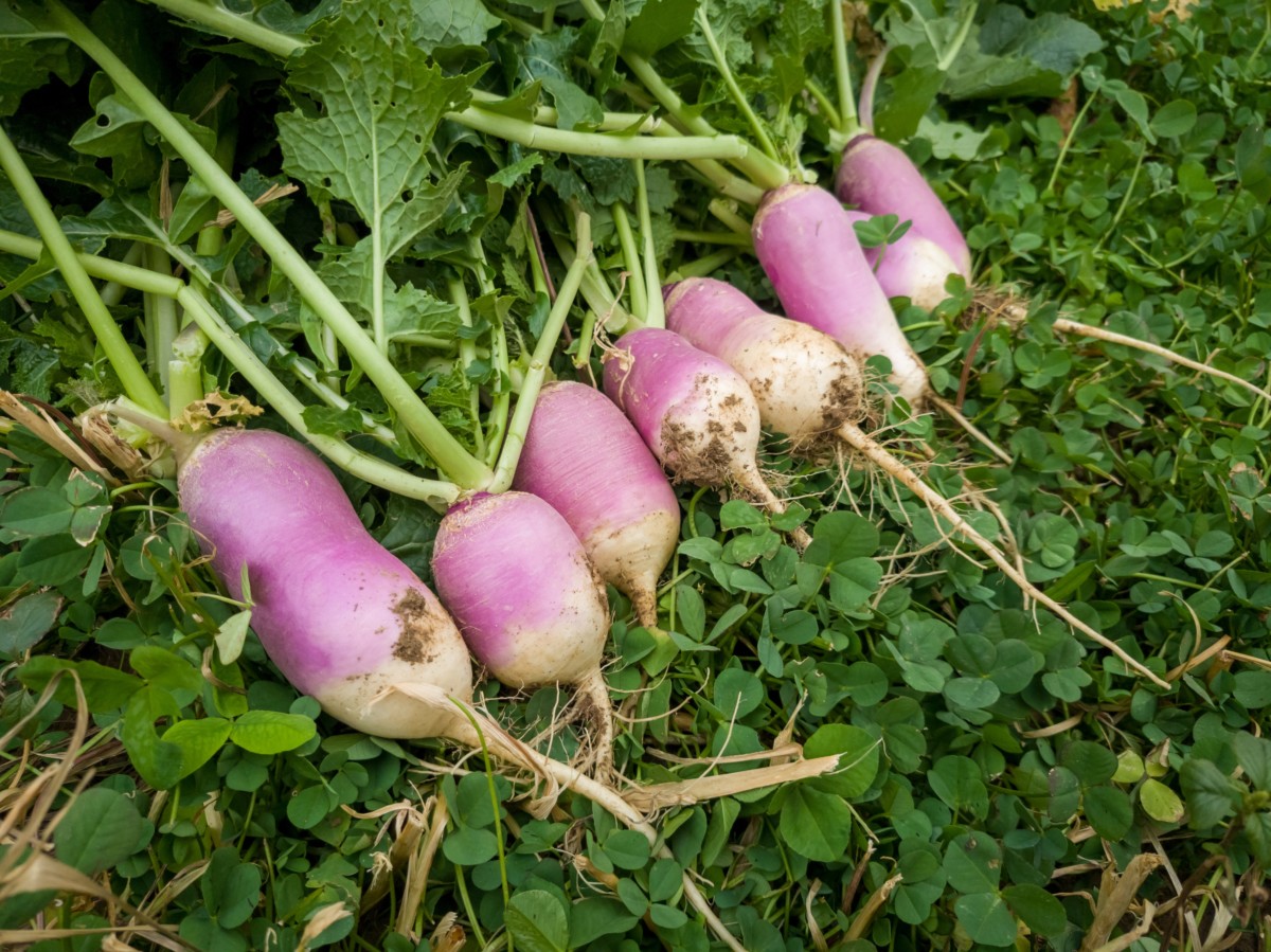 Turnips pulled from the ground and laying on the grass.