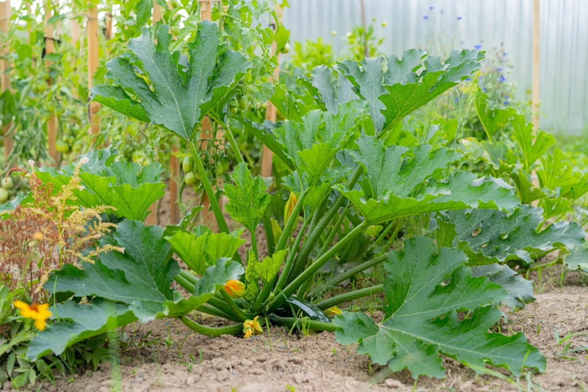 Large zucchini plant in garden