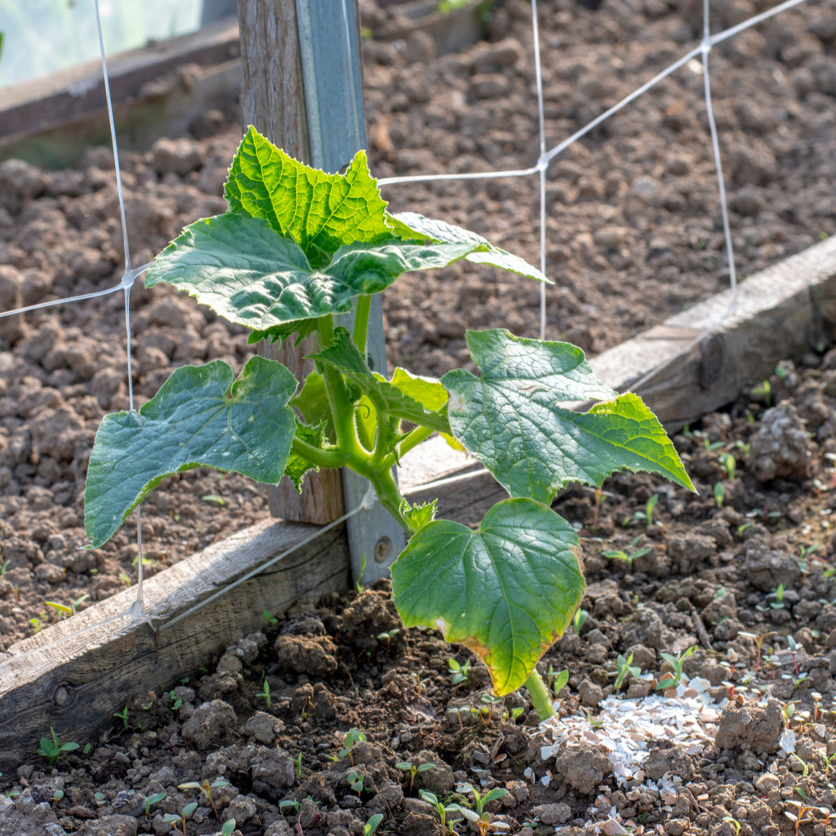 8 secrets to grow more cucumbers than ever