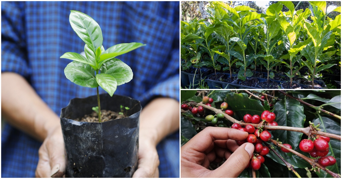 How To Grow Coffee Plants Outdoors - The Total Guide